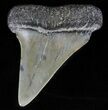 Large, Fossil Mako Shark Tooth - Georgia #61685-1